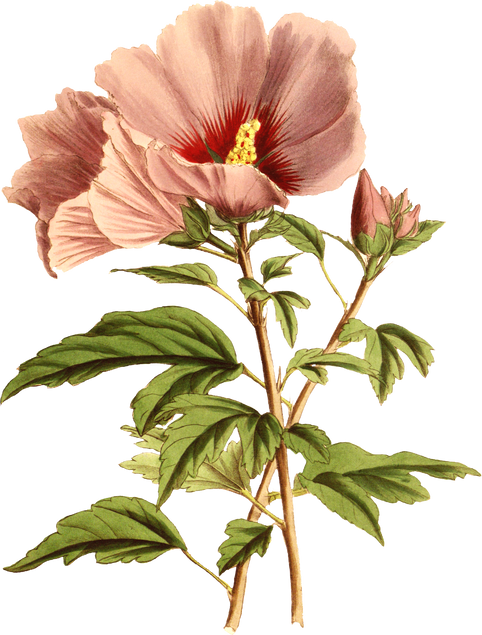 Floral Plant Illustration
